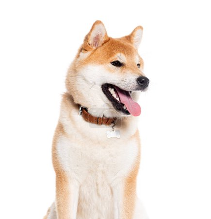Téléchargez les photos : Tête d'un Shiba inu haletant portant un collier de chien, isolé sur blanc - en image libre de droit