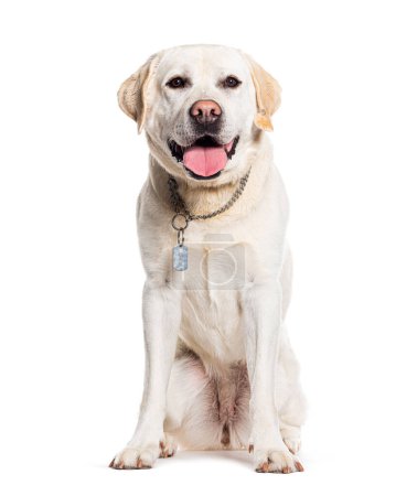 Photo for Panting Labrador Retriever wearing a collar, isolated on white - Royalty Free Image