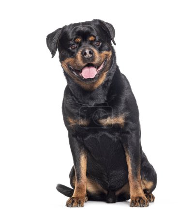 Photo for Mongrel sitting and panting, looking at camera, Crossbreed with a Rottweiler, isolated on white - Royalty Free Image