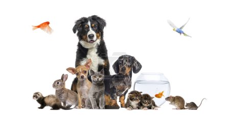 Foto de Grupo de mascotas posando alrededor de perros y gatos; perro, gato, hurón, conejo, pájaro, pez, roedor, aislado en blanco - Imagen libre de derechos