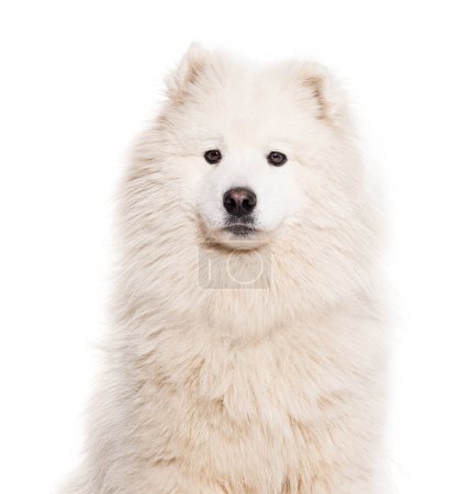 Téléchargez les photos : Tête d'un chien Samoyed regardant la caméra, isolé sur blanc - en image libre de droit