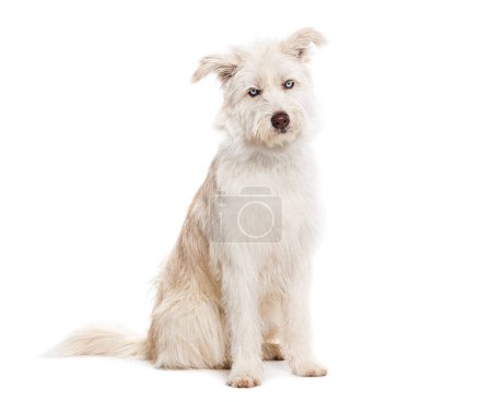 Foto de Mestizo de ojos azules, Husky cruzado con perro pastor pirenaico, sentado y mirando a la cámara aislado en blanco - Imagen libre de derechos