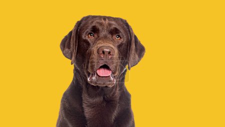 Téléchargez les photos : Prise de vue de tête d'un labrador chocolat haletant regardant loin, sur fond jaune - en image libre de droit