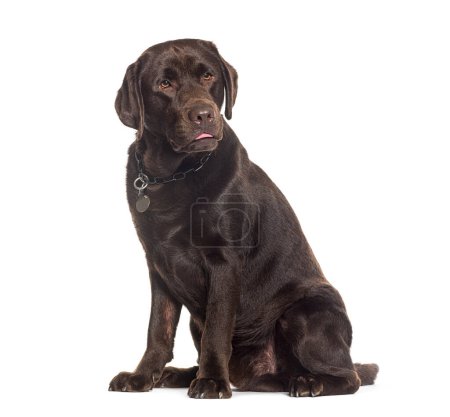 Téléchargez les photos : Labrador assis chocolat portant un collier de chien, isolé sur blanc - en image libre de droit
