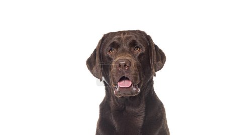 Photo for Head shot of a Panting Chocolate labrador looking away, isolated on white - Royalty Free Image