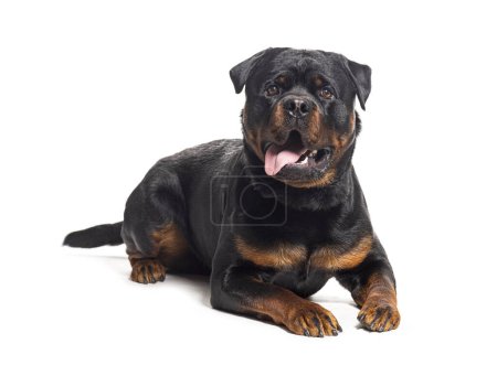 Photo for Panting Rottweiler, isolated on white - Royalty Free Image
