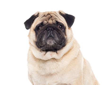 Photo for Head shot of a Pug, isolated on white - Royalty Free Image