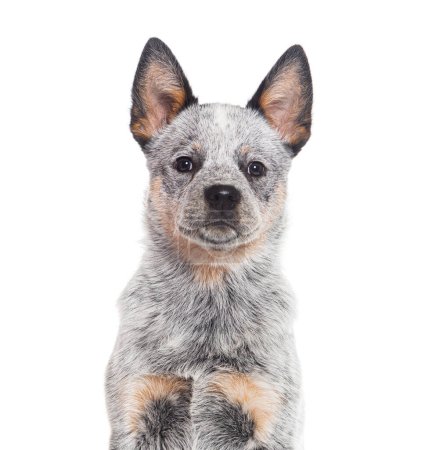 Photo for Head shot of a Puppy Australian Cattle Dog, three months old, isolated on white - Royalty Free Image