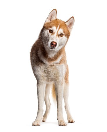 Photo for Orange copper siberian husky standing and looking at the camera, isolated on white - Royalty Free Image