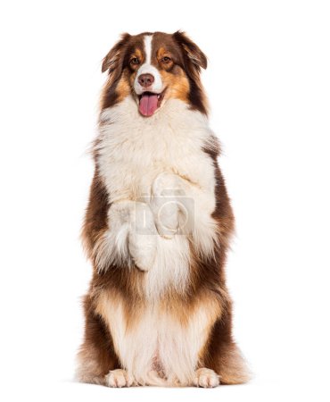 Photo for Red tricolor Panting Australian shepherd begging on hind its legs, isolated on white - Royalty Free Image