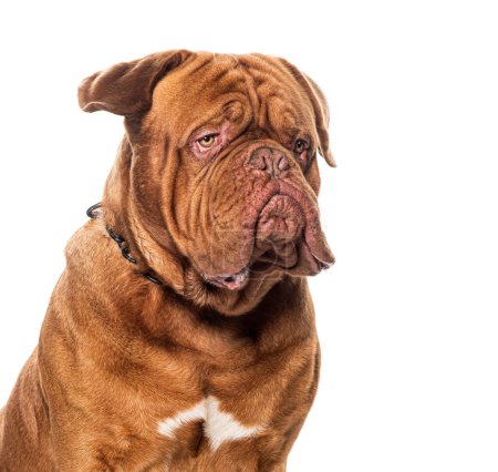 Téléchargez les photos : Dogue de bordeau portant un chien, isolé sur blanc - en image libre de droit