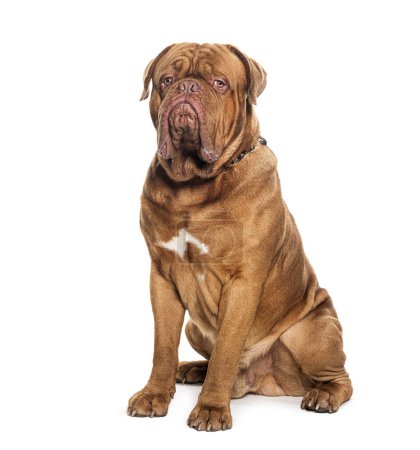 Téléchargez les photos : Dogue de bordeau assis portant un chien, isolé sur blanc - en image libre de droit