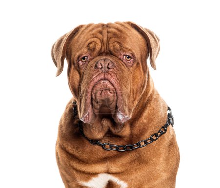 Photo for Head shot of a Dogue de bordeau wearing a dog, isolated on white - Royalty Free Image