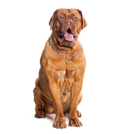 Foto de Pantalón Dogue de Bordeaux con un collar de perro, aislado en blanco - Imagen libre de derechos
