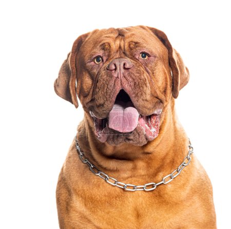 Photo for Portrait of a Dogue de Bordeaux wearing a dog collar, isolated on white - Royalty Free Image