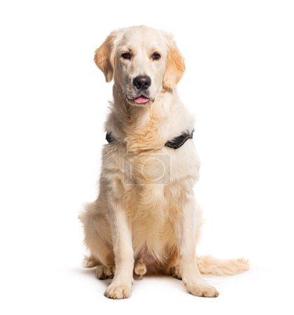 Téléchargez les photos : Golden retriever portant un collier de chien, isolé sur blanc - en image libre de droit