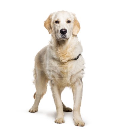 Photo for Golden retriever wearing a dog collar, isolated on white - Royalty Free Image