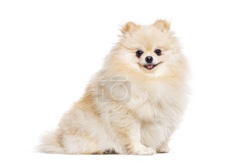 Photo for Smiling small mongrel dog looking at the camera, isolated on white - Royalty Free Image
