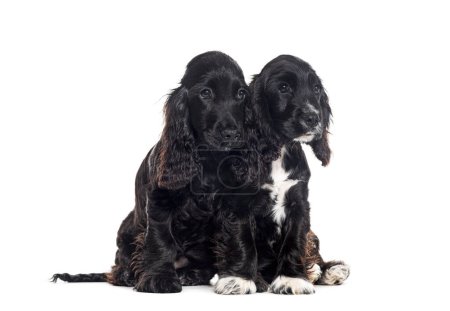 Foto de Dos cachorros cocker Inglés, de cuatro meses de edad, aislado en blanco - Imagen libre de derechos