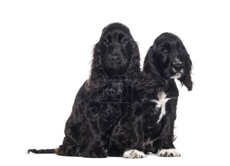 Photo for Two Puppies English cocker, four months old, isolated on white - Royalty Free Image