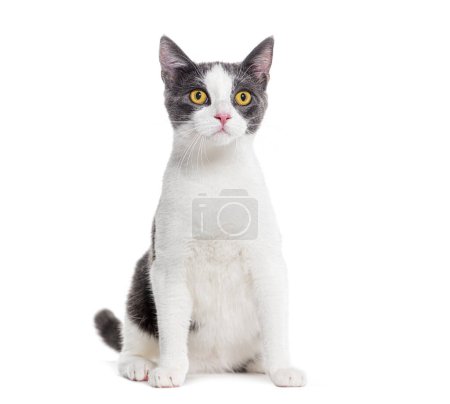 Foto de Crossbreed gato de ojos amarillos, aislado en blanco - Imagen libre de derechos