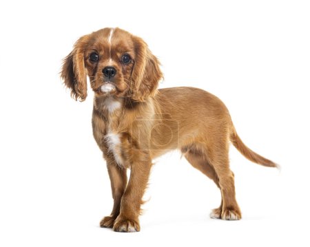 Puppy Cavalier King Charles Spaniel, 14 weeks old, Isolated on white