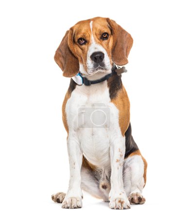 Téléchargez les photos : Assis et regardant la caméra un chien Beagle portant un collier de chien, isolé sur blanc - en image libre de droit