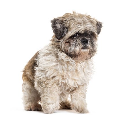 Photo for Shih Tzu looking at camera with one eye, Isolated on white - Royalty Free Image
