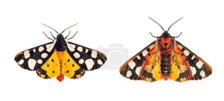 Photo for Ventral and dorsal side of a Cream-spot tiger moth wings open, Arctia villica, Erebidae  family, isolated on white - Royalty Free Image