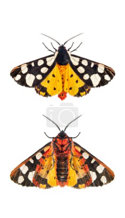 Téléchargez les photos : Côté ventral et dorsal d'une tache crème ailes de tigre ouvert, Arctia villica, famille des Erebidae, isolé sur blanc - en image libre de droit