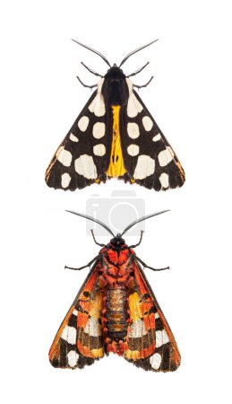 Téléchargez les photos : Côté ventral et dorsal d'une tache crème ailes de tigre proche, Arctia villica, famille des Erebidae, isolé sur blanc - en image libre de droit