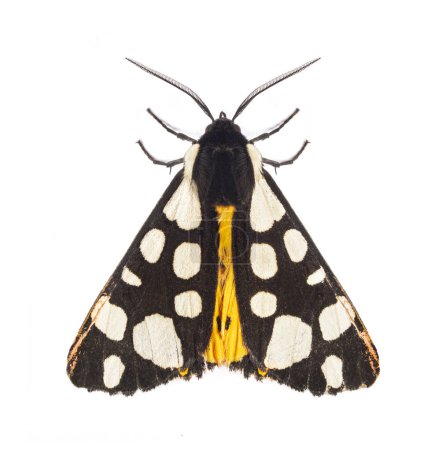 Photo for Dorsal side of a Cream-spot tiger moth, Arctia villica, Erebidae  family, isolated on white - Royalty Free Image