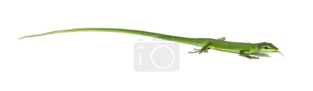 Photo for Side view of a Sakishima grass lizard sticking its tongue out to smell, Takydromus dorsalis, isolated on white - Royalty Free Image