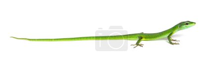 Photo for Side view of a Sakishima grass lizard with its long queue, Takydromus dorsalis, isolated on white - Royalty Free Image