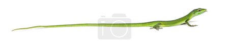 Téléchargez les photos : Vue latérale d'un lézard d'herbe Sakishima avec sa longue file d'attente, Takydromus dorsalis, isolé sur blanc - en image libre de droit