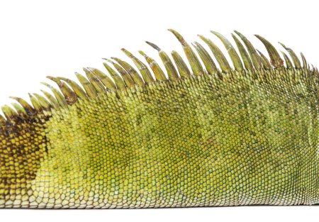 Téléchargez les photos : Gros plan sur la peau et la crête dorsale d'un dragon d'eau chinois, Physignathus cocincinus - en image libre de droit