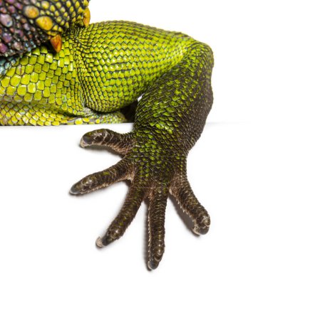 Foto de Primer plano en la pierna, dedos y garras de un dragón de agua chino, Physignathus cocincinus, aislado en blanco - Imagen libre de derechos