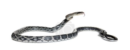 Foto de Rata de belleza serpenteando su lengua bifurcada para oler, Elaphe taeniura, también llamada la serpiente de ratones de belleza - Imagen libre de derechos
