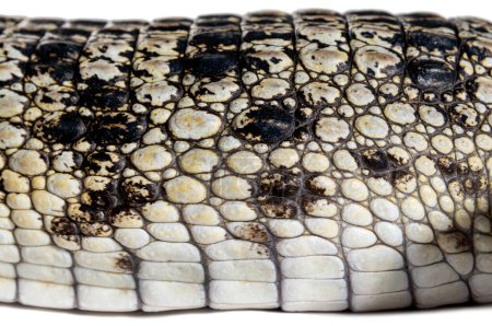 Foto de Primer plano de la piel de un cocodrilo filipino, Crocodylus mindorensis - Imagen libre de derechos