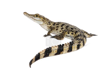Foto de Vista trasera de un cocodrilo filipino con su largo en primer plano, Crocodylus mindorensis, aislado en blanco - Imagen libre de derechos