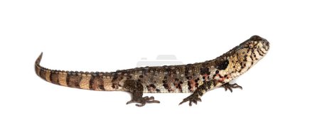 Téléchargez les photos : Portrait vue de côté d'un lézard crocodile chinois, shinisaurus crocodilurus, isolé sur blanc - en image libre de droit