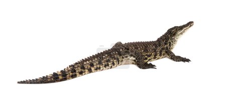 Téléchargez les photos : Crocodile du Nil, Crocodylus niloticus, isolé sur blanc - en image libre de droit