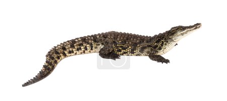 Foto de Cocodrilo del Nilo, Crocodylus niloticus, aislado en blanco - Imagen libre de derechos