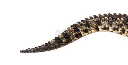 Téléchargez les photos : Focus sur la queue d'un crocodile du Nil, Crocodylus niloticus, isolé sur blanc - en image libre de droit