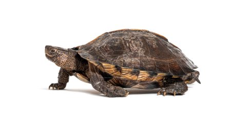 Téléchargez les photos : Vue latérale d'une tortue étang asiatique géante s'éloignant, Heosemys grandis, isolée sur blanc - en image libre de droit