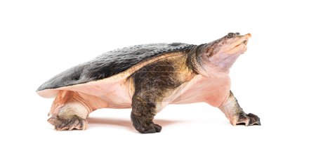 Téléchargez les photos : Vue latérale d'une tortue molle de Floride s'éloignant, Apalone ferox, isolée sur blanc - en image libre de droit