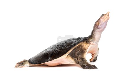 Téléchargez les photos : Vue latérale d'une tortue molle de Floride s'éloignant, Apalone ferox, isolée sur blanc - en image libre de droit