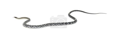 Photo for Beauty rat snake, Elaphe taeniura, isolated on white - Royalty Free Image