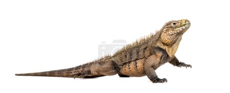 Photo for Side view of a Cuban rock iguana walking away, Cyclura nubila, isolated on white - Royalty Free Image