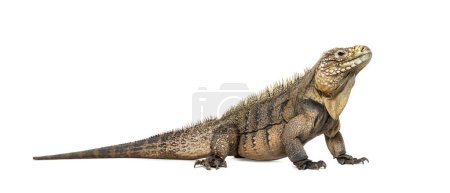 Photo for Side view of a Cuban rock iguana, Cyclura nubila, isolated on white - Royalty Free Image